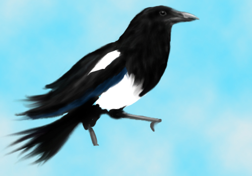 Magpie.jpg