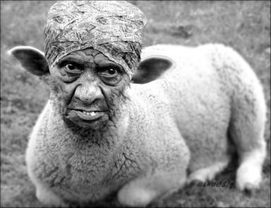 bolbi sheep.jpg